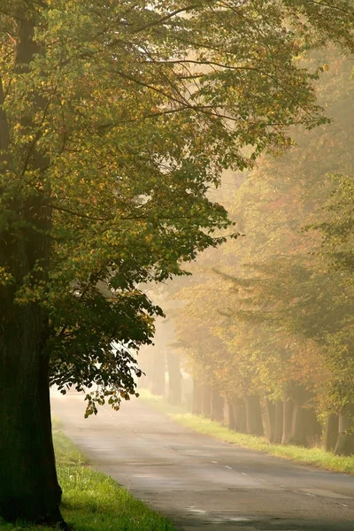 Országúton őszi fák között — Stock Fotó