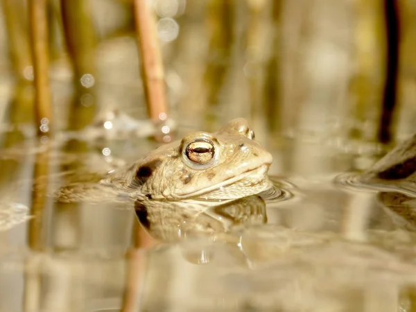 森林池塘里的青蛙 — 图库照片