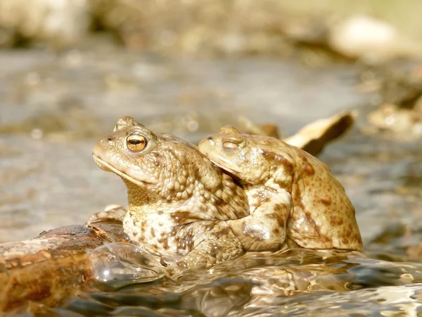 Frogs in water — Stock Photo, Image