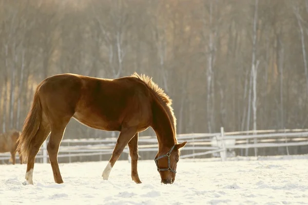 stock image Horse grazing in the field