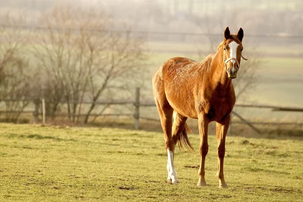 Kůň v poli při západu slunce — Stock fotografie