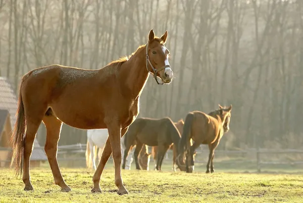 Pferd im Morgengrauen auf dem Feld — Stockfoto