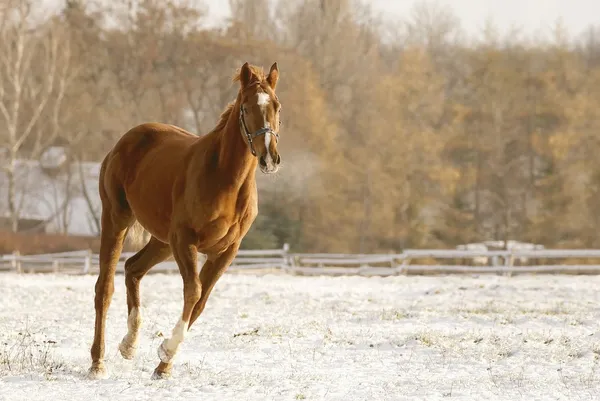 Pferd läuft auf Schnee — Stockfoto