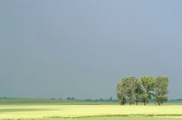Весенние деревья в поле — стоковое фото