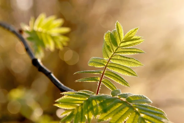 Spring leaves at dawn — Stock Photo, Image