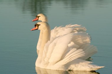 Romantic swans at dawn clipart