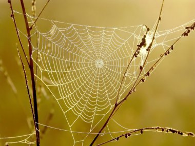 Cobweb at sunrise clipart