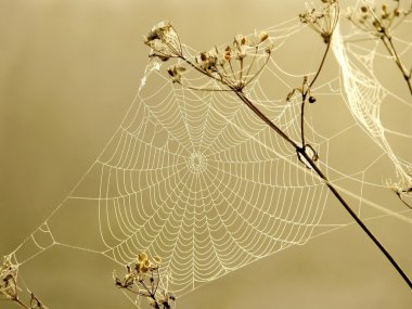 Spider web at dawn clipart