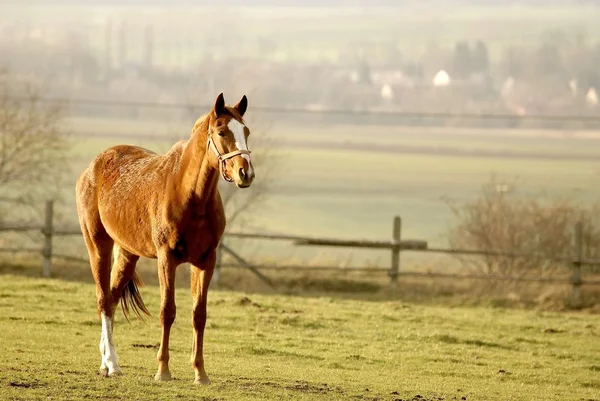 Cavallo in un campo al crepuscolo — Foto Stock
