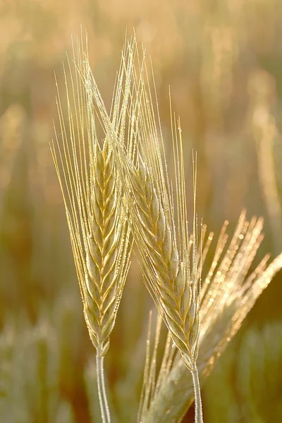 夜明けに小麦の穂 — ストック写真