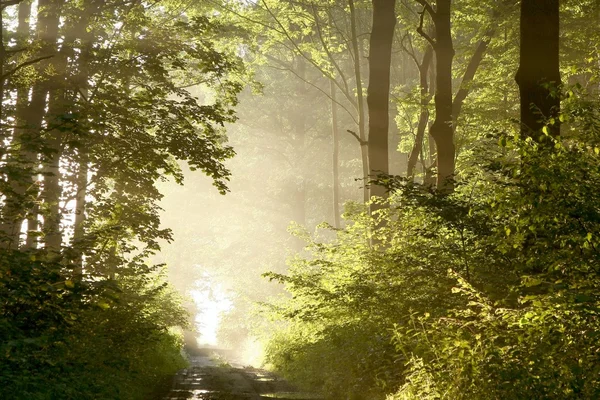 Pad door mistige voorjaar bos bij dageraad — Stockfoto