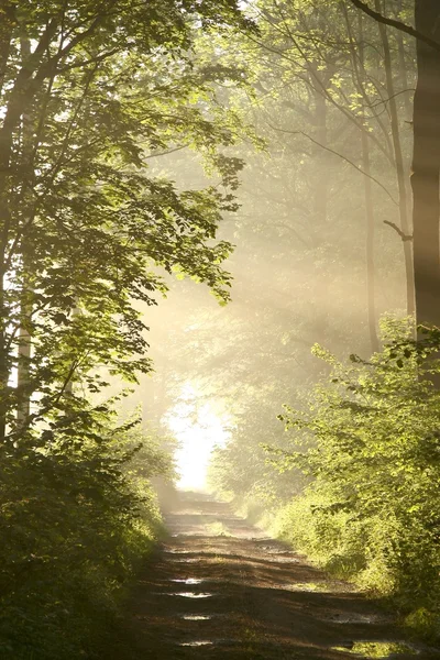 Camino a través de bosque de primavera brumoso al amanecer — Foto de Stock