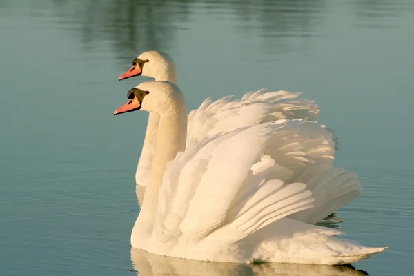 Романтические лебеди на рассвете — стоковое фото