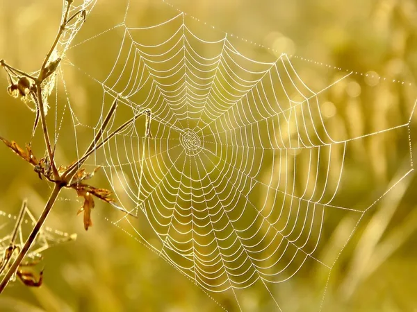 Cobweb на осеннем меде — стоковое фото