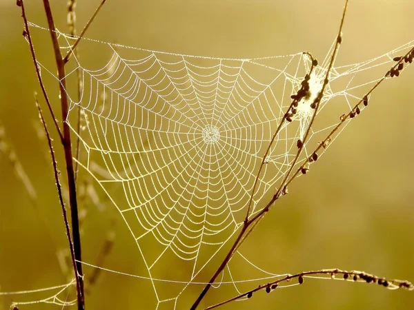 Güneş doğarken örümcek ağı — Stok fotoğraf