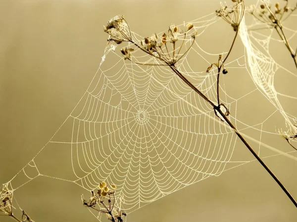 夜明けにクモの巣 — ストック写真