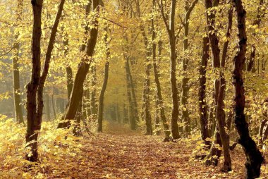 Path through autumn forest clipart