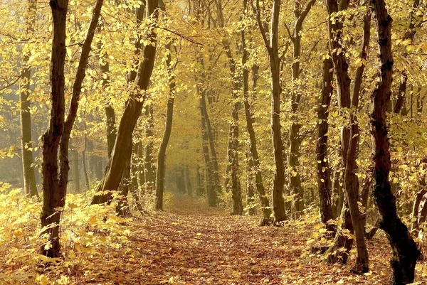 Sonbahar ormanlarında yol — Stok fotoğraf