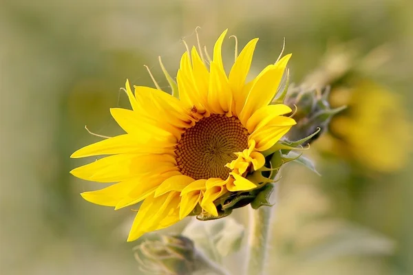 Zonnebloem in een veld — Stockfoto