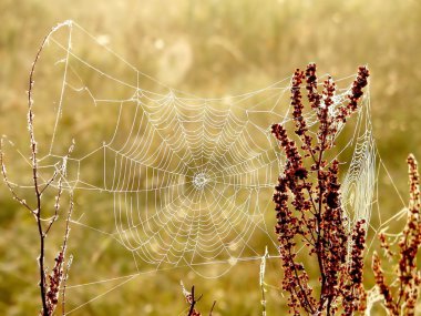 Cobweb at sunrise clipart