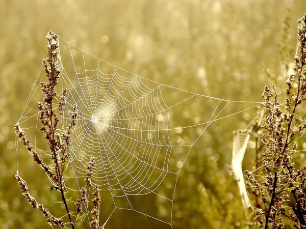 Cobweb at sunrise — Stock Photo, Image