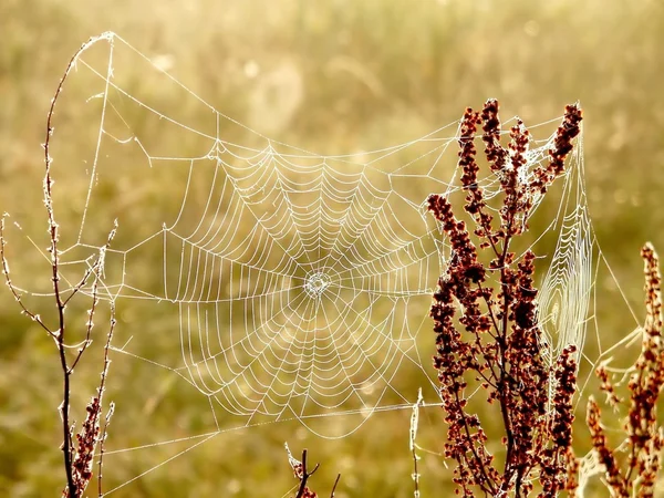 Güneş doğarken örümcek ağı — Stok fotoğraf