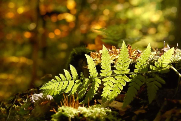 Fern in the forest — Stock Photo, Image