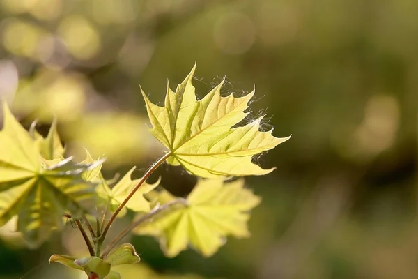 봄 단풍 잎 — 스톡 사진