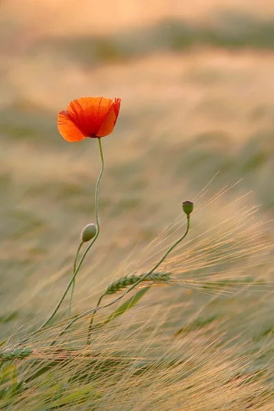 Poppy'ye günbatımı — Stok fotoğraf