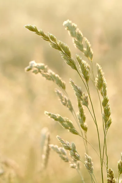 Grass egy ködös mező — Stock Fotó