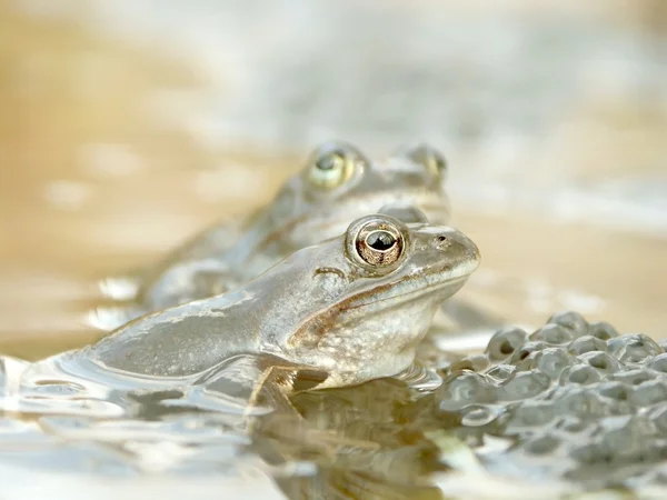 Frog in the forest pond — Stock Photo, Image