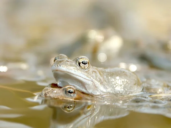 Frogs in the forest pond — Stock Photo, Image