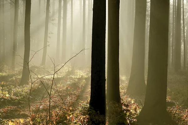 Таинственный лес на рассвете — стоковое фото