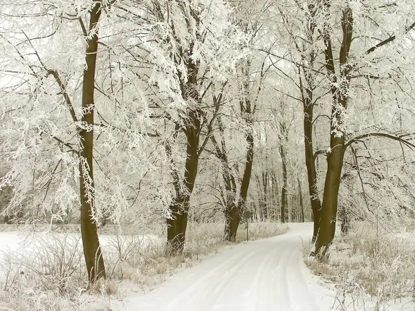 Lantlig väg genom vintern skog — Stockfoto