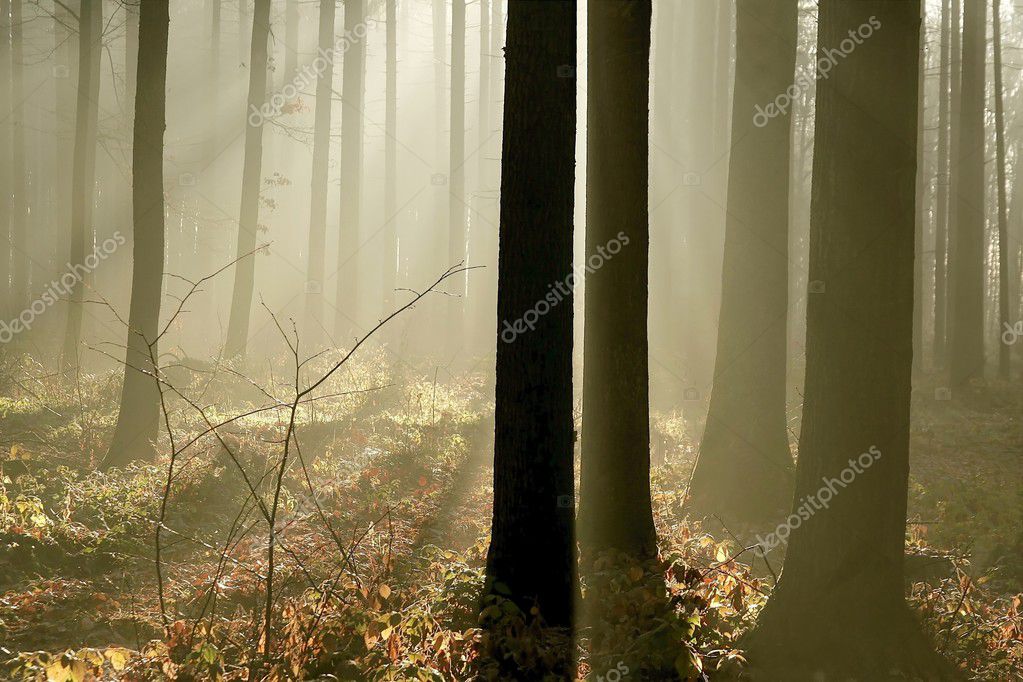Таинственный Лес На Рассвете Стоковое Фото ©nature78 2568968