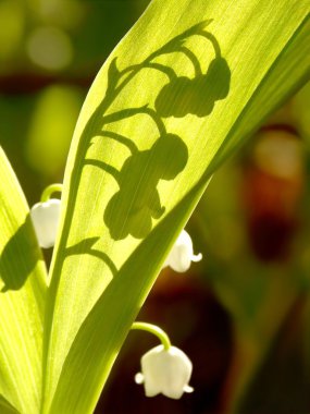 Lilly of the valley clipart