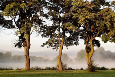 Maple trees at sunrise clipart