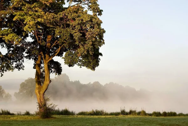 Maple tree at sunrise — Stock Photo, Image