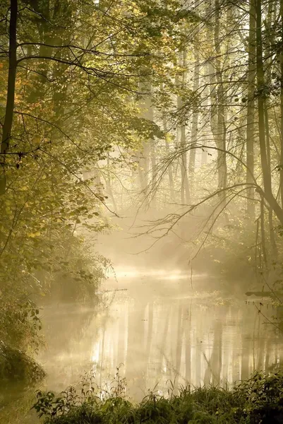 Řeka v mlhavé podzimní Les — Stock fotografie