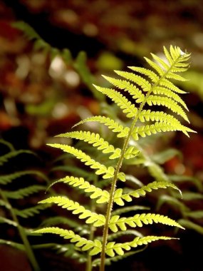 Spring fern clipart