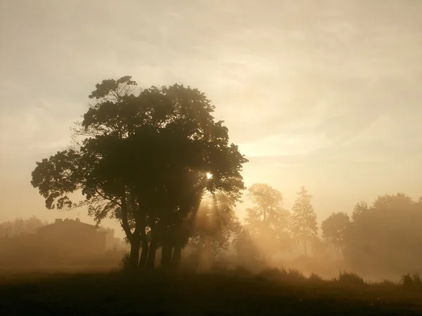 Jesień wschód słońca nad mglisty łąka — Zdjęcie stockowe
