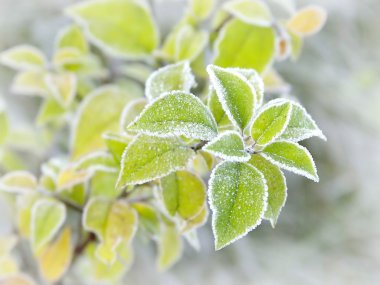 Frozen plant clipart