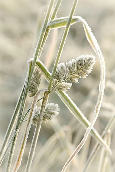 Трава покрыта морозом — стоковое фото