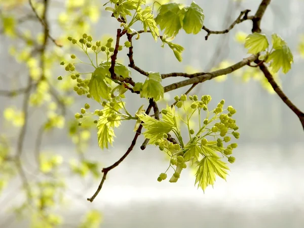 Folhas de primavera — Fotografia de Stock