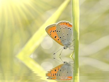 Butterfly on grass clipart