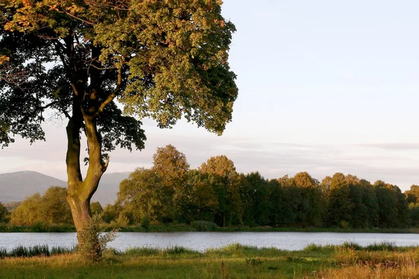 Кленовое дерево на рассвете — стоковое фото