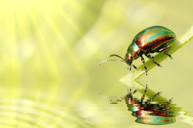 Green beetle clipart