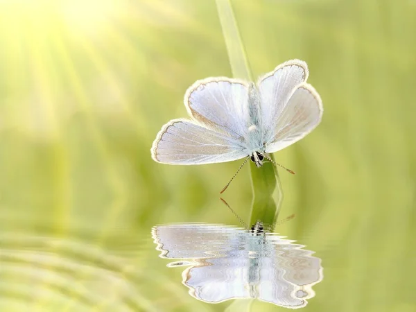 Blauwe vlinder — Stockfoto