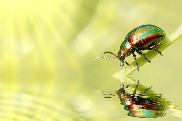 Escarabajo verde — Foto de Stock