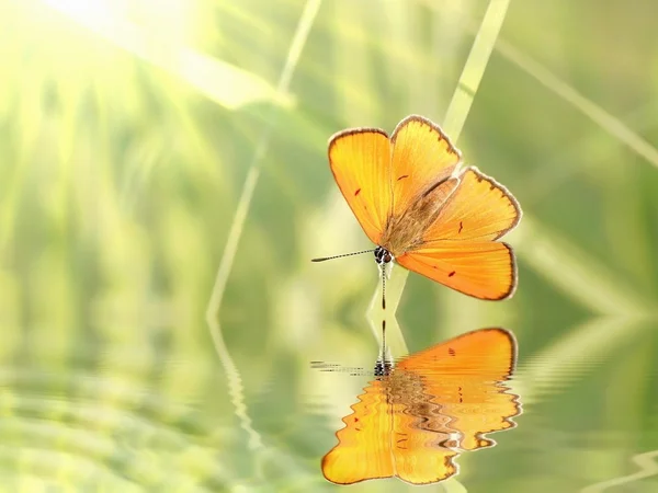 초원의 나비 — 스톡 사진